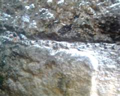 shannonbridge cap-1837.jpg